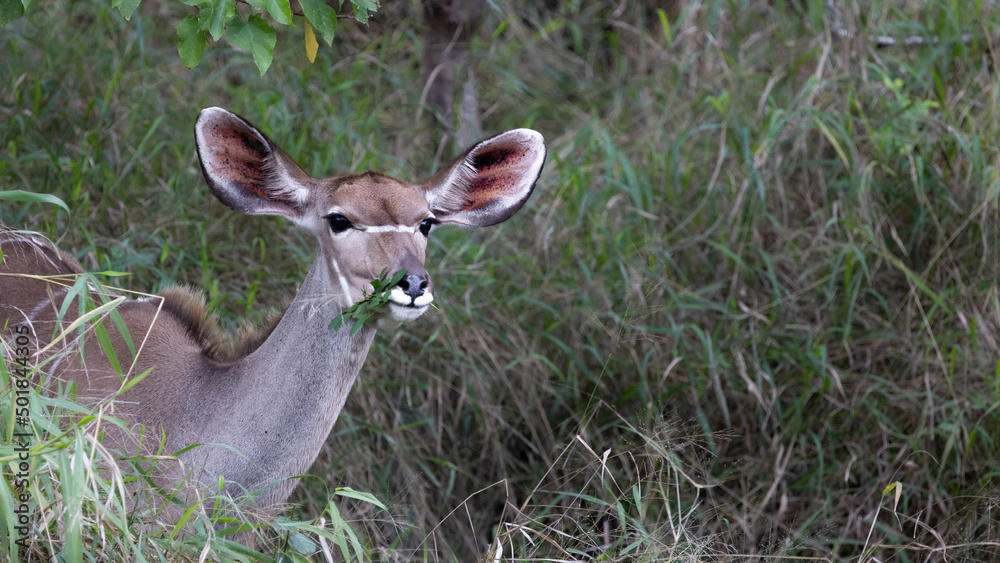 a kudu cow browsing on leaves a kudu cow browsing on leaves