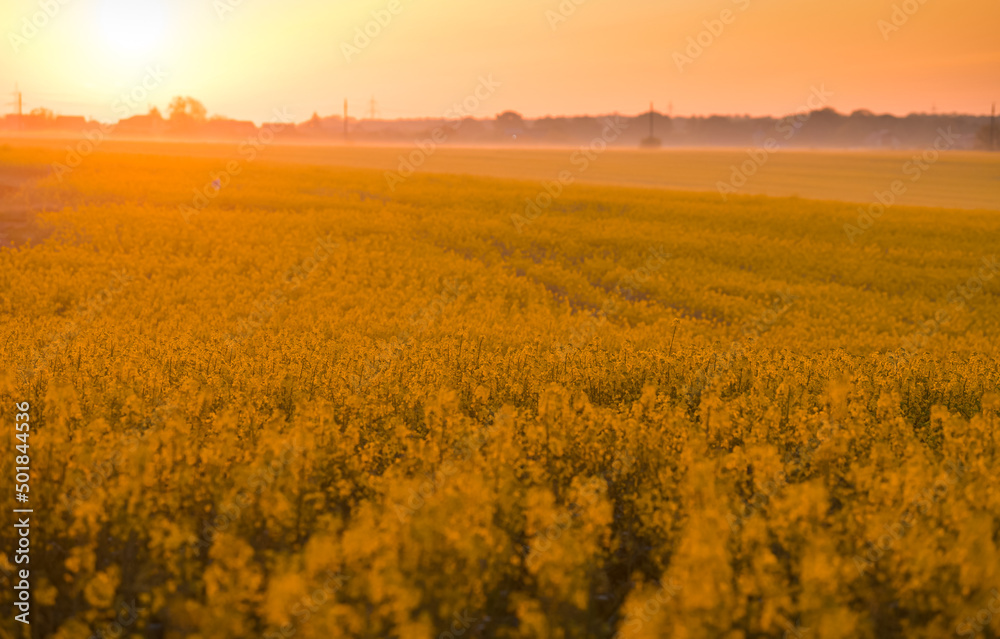 Blooming yellow rapeseed field wide view photographed during a beautiful spring sunrise. Agriculture and biotechnology industry. Rapeseed is used to produce colza oil.
