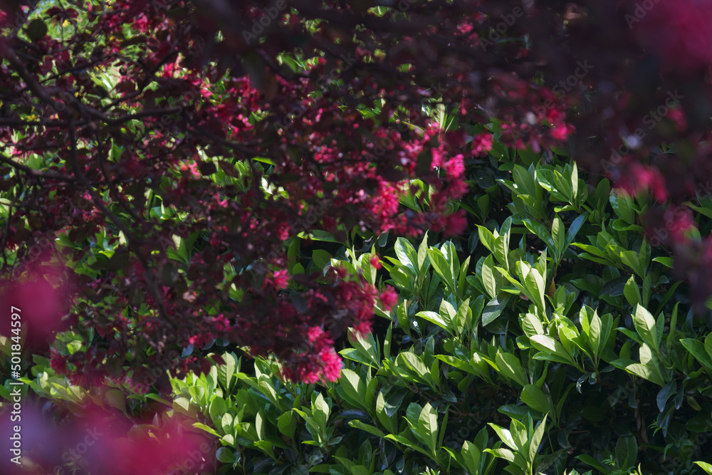 Spring scenery of Yellow Crane Tower Park in Wuhan, Hubei Spring scenery of Yellow Crane Tower Park in Wuhan, Hubei