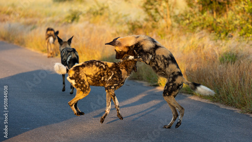 Slika na platnu African wild dogs playing on the road