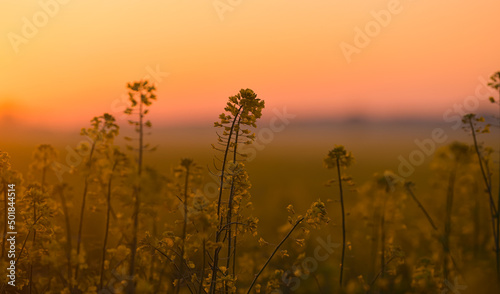 Blooming yellow rapeseed field close up photo of the flower during a beautiful spring sunrise. Agriculture and biotechnology industry. Rapeseed is used to produce colza oil.