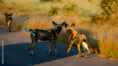 Fotografija African wild dogs playing on the road