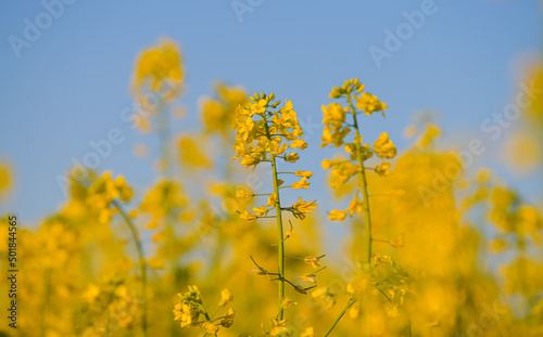 Blooming yellow rapeseed against a blue sky sunny spring day. Agriculture and biotechnology industry. Rapeseed is used to produce colza oil.