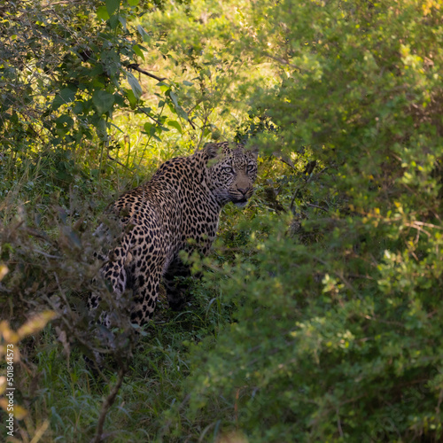 big male leopard in the wild