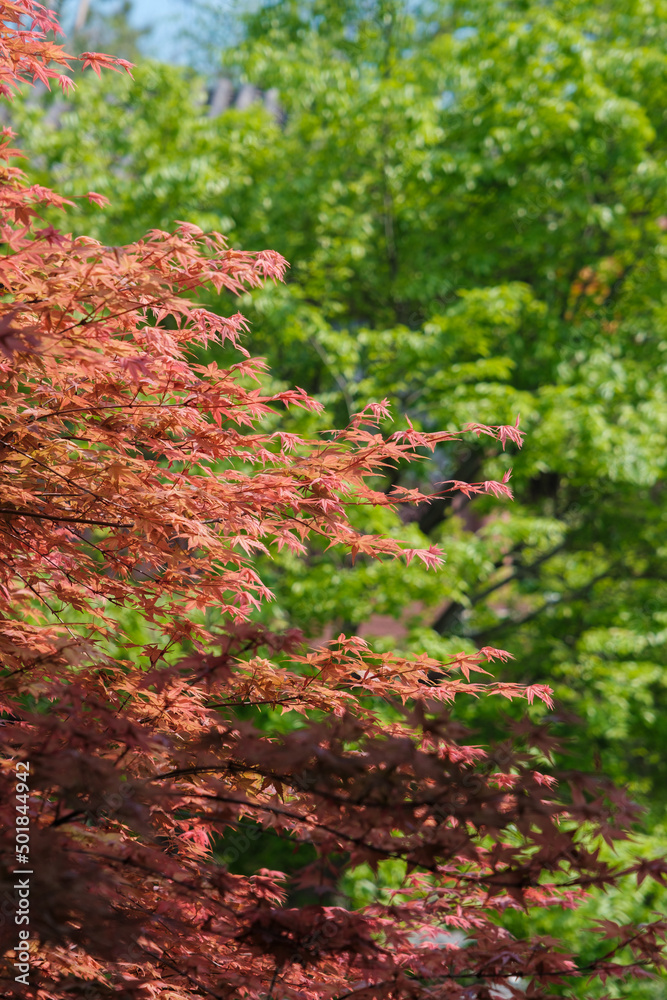 Spring scenery of Yellow Crane Tower Park in Wuhan, Hubei Spring scenery of Yellow Crane Tower Park in Wuhan, Hubei