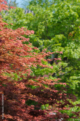 Spring scenery of Yellow Crane Tower Park in Wuhan, Hubei