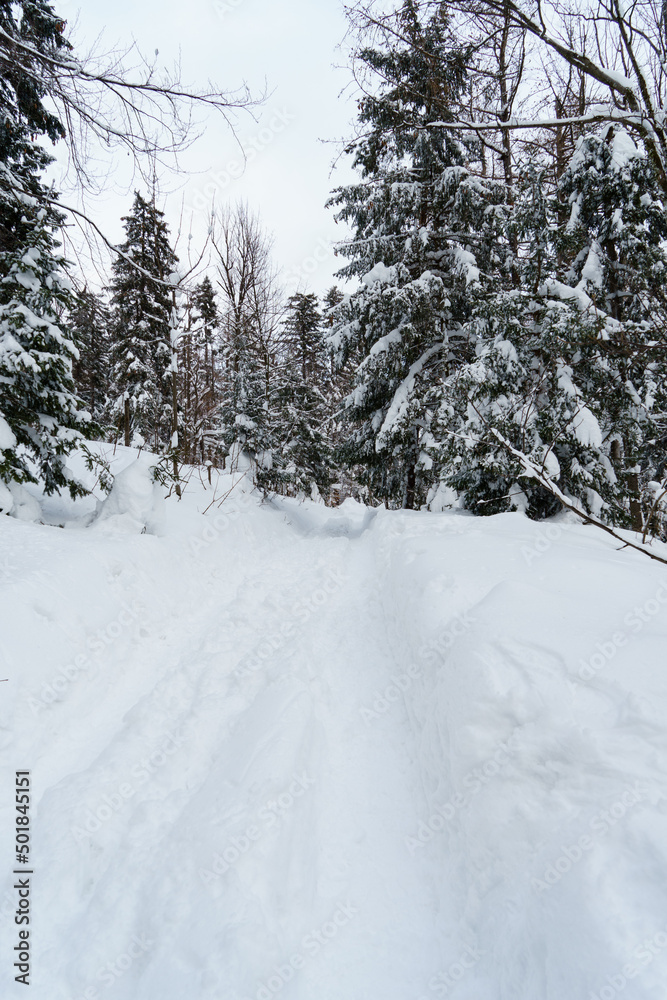 Fototapeta premium Waldweg im tiefen Schnee