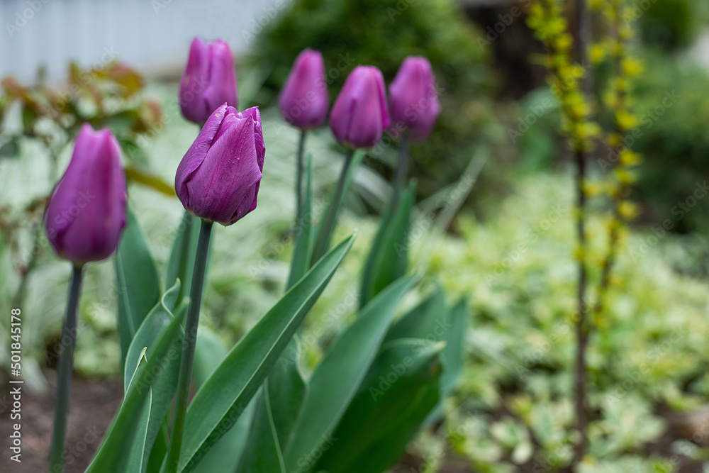 tulips in the garden. first spring flowers in nature in the park