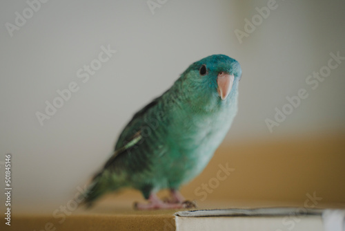 かわいいサザナミインコさん