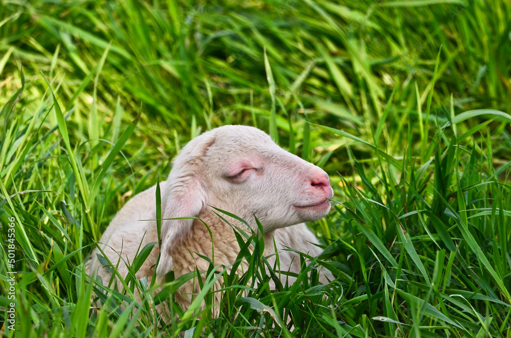 Closeup portrait of a very cute, flurry wooly white lamb in the green grass Closeup portrait of a very cute, flurry wooly white lamb in the green grass
