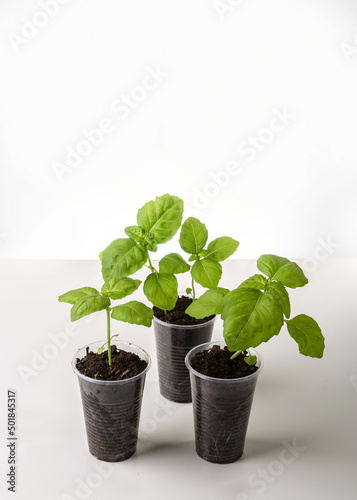 Young seedlings of basil isolated on a white background. Ecological home growing of basil seedlings in winter and early spring. Reuse of disposable plastic tableware