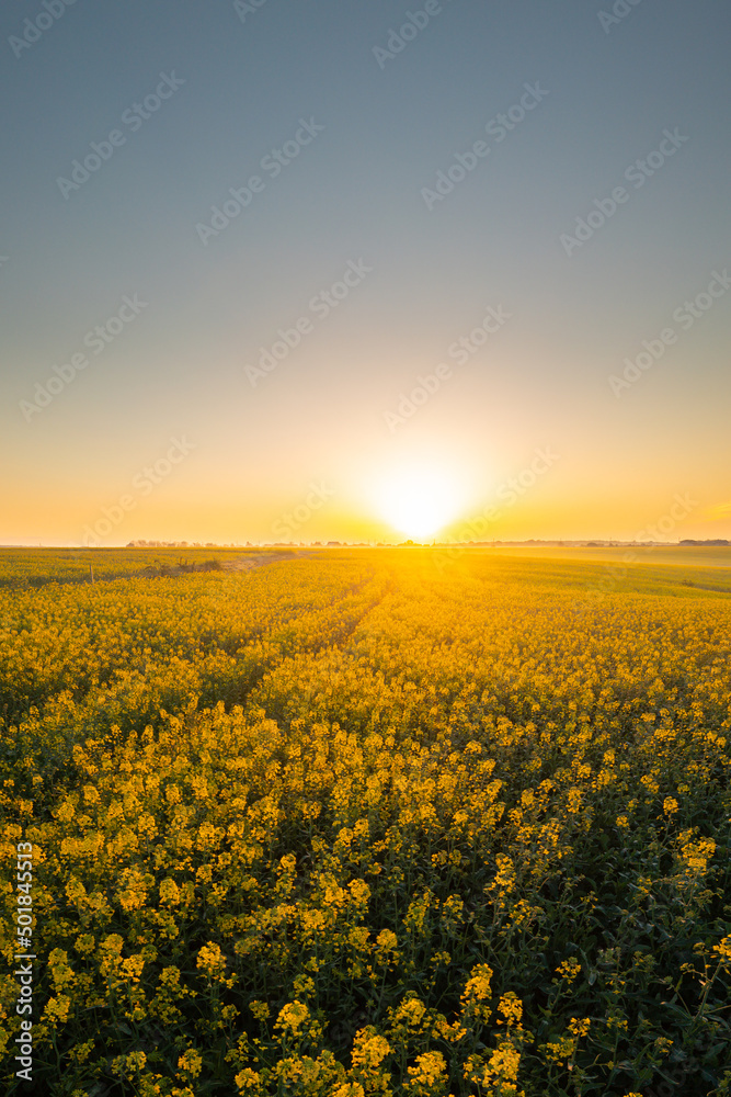 Blooming yellow rapeseed field aerial drone view photographed during a beautiful spring sunrise. Agriculture and biotechnology industry. Rapeseed is used to produce colza oil.