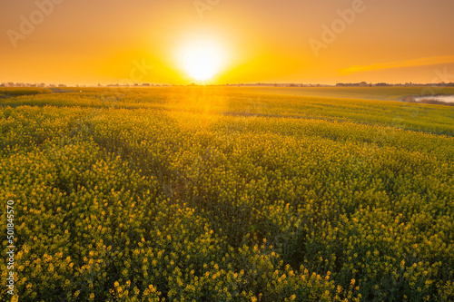 Blooming yellow rapeseed field aerial drone view photographed during a beautiful spring sunrise. Agriculture and biotechnology industry. Rapeseed is used to produce colza oil.