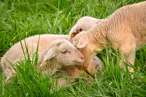 Closeup portrait of very cute, flurry wooly white lambs in the green grass © Brinja
