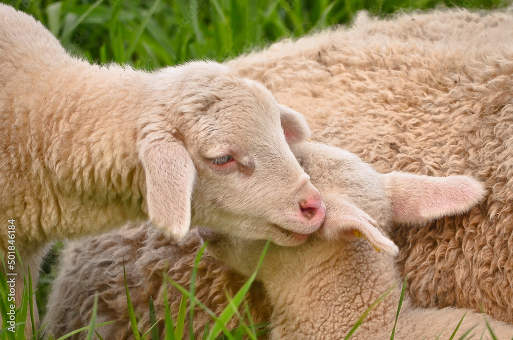 Obraz premium Closeup portrait of very cute, flurry wooly white lambs in the green grass