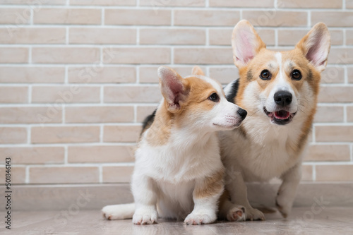 Pembroke corgi mom and puppy on the background of a brick wall. Dog family.