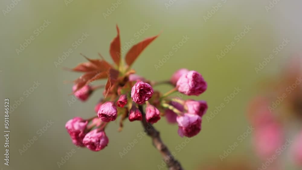 Beautiful cherry blossoms are in the park, North China Beautiful cherry blossoms are in the park, North China