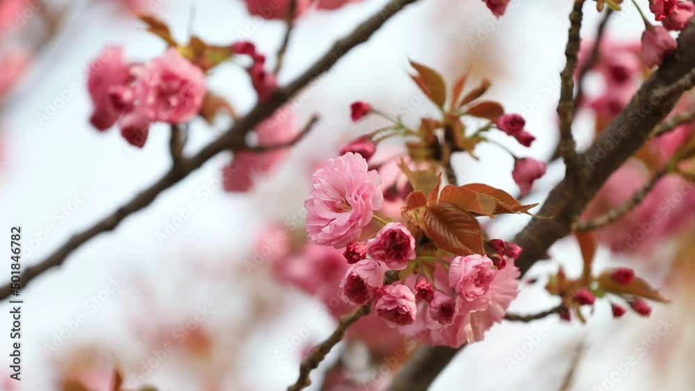 Beautiful cherry blossoms are in the park, North China Beautiful cherry blossoms are in the park, North China