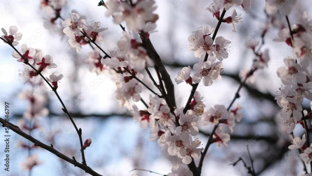 Cherry or apricot blossoms are in full bloom at spring day Cherry or apricot blossoms are in full bloom at spring day
