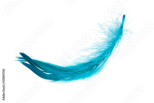 Blue elegant bird feather isolated on the white background © Liza