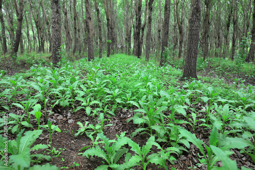 Wild green plants in woodland, North China