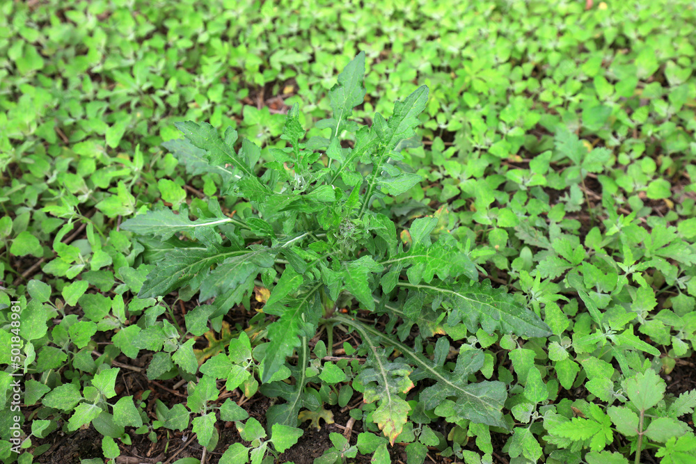 Wild green plants in woodland, North China Wild green plants in woodland, North China