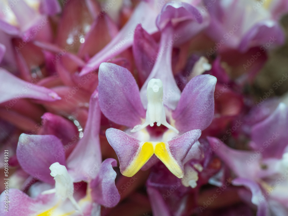 Obraz premium Suthep Siamese flowers or krachiao suthep are blooming from the ground in Doi Suthep-Pui National Park, Thailand.