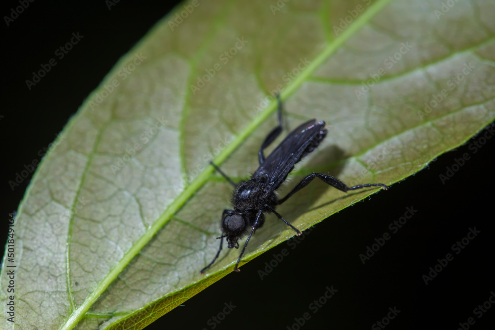 Fototapeta premium Wild insects outdoors, close-up photos, North China