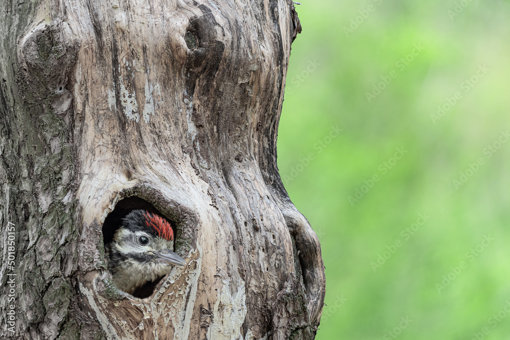Obraz premium Young woodpecker in the scary trunk (Dendrocopos major)