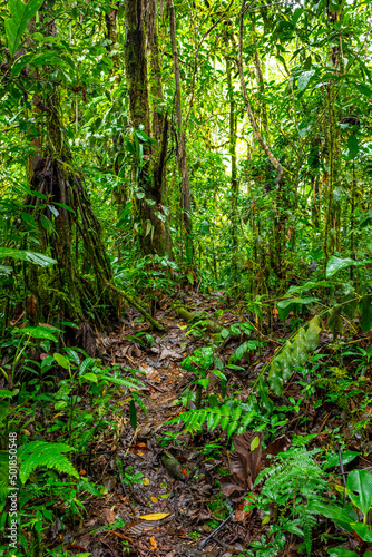 Hiking trail in Amazon Rainforest. Puyo, Ecuador. South America.