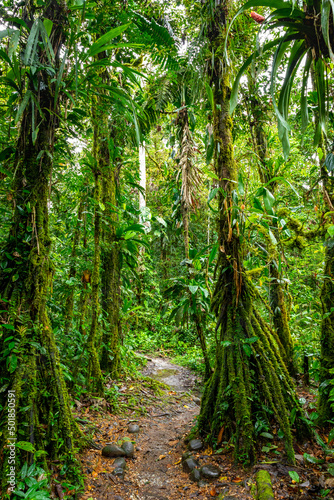 Hiking trail in Amazon Rainforest. Puyo  Ecuador. South America.