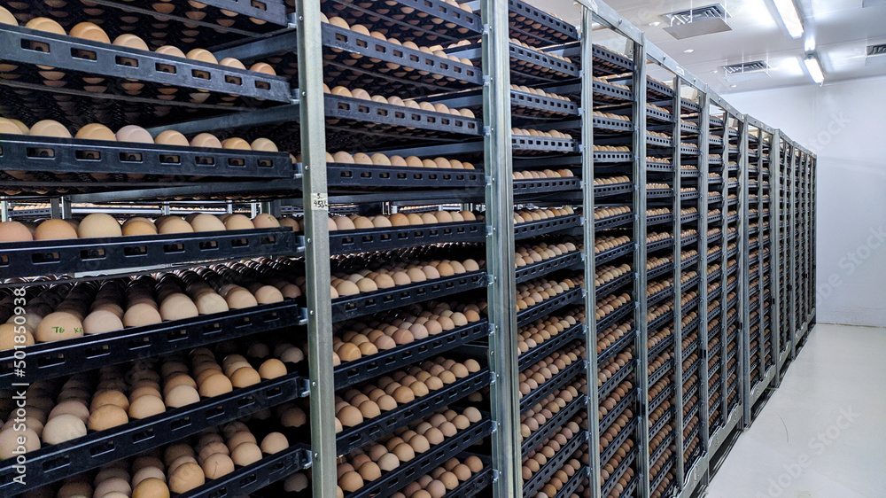 hatching eggs for an incubation