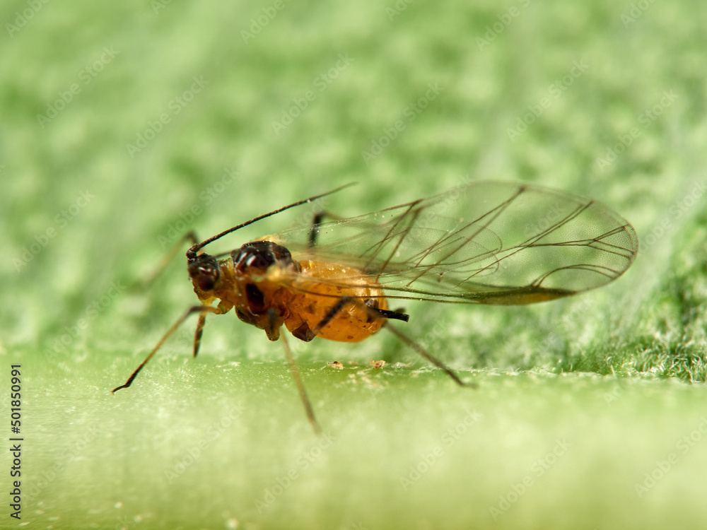 Pulgón amarillo. Oleander aphid or milkweed aphid. Aphis nerii.