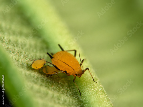 Pulgón amarillo. Oleander aphid or milkweed aphid. Aphis nerii. photo