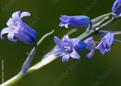 blue wild hyacint flower close up photo with a dark background