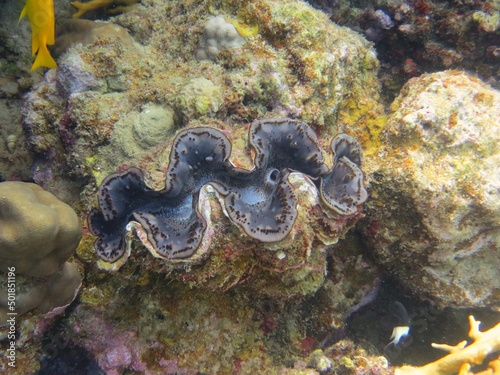 giant clam of the red sea