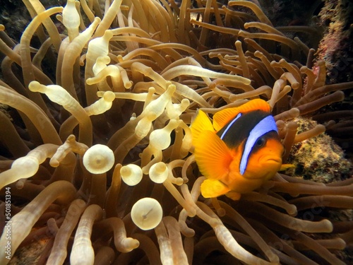 red sea clown fish Fototapet