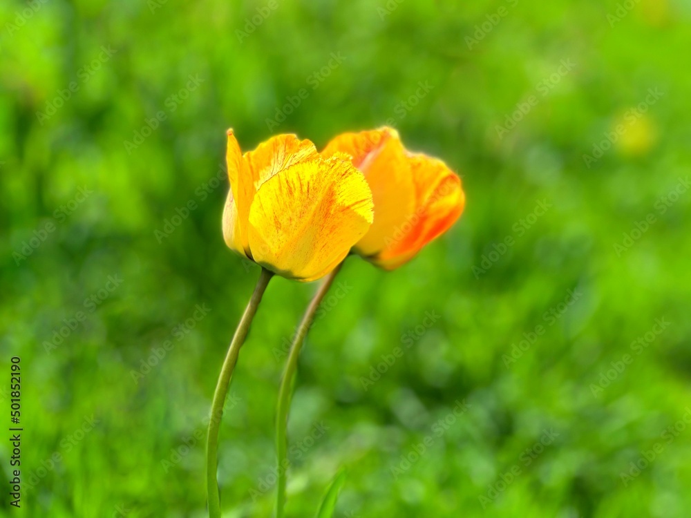 Yellow tulip flowers on green grass background. Yellow tulip flowers on green grass background.