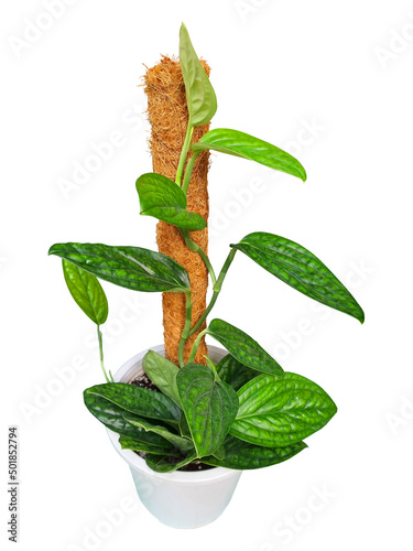 Top view of tropical Monstera Peru (Monstera Karstenianum) isolated on white background. its thick leaves are characterized by a deep ridge-like texture (similar to some peperomias) and dark green.