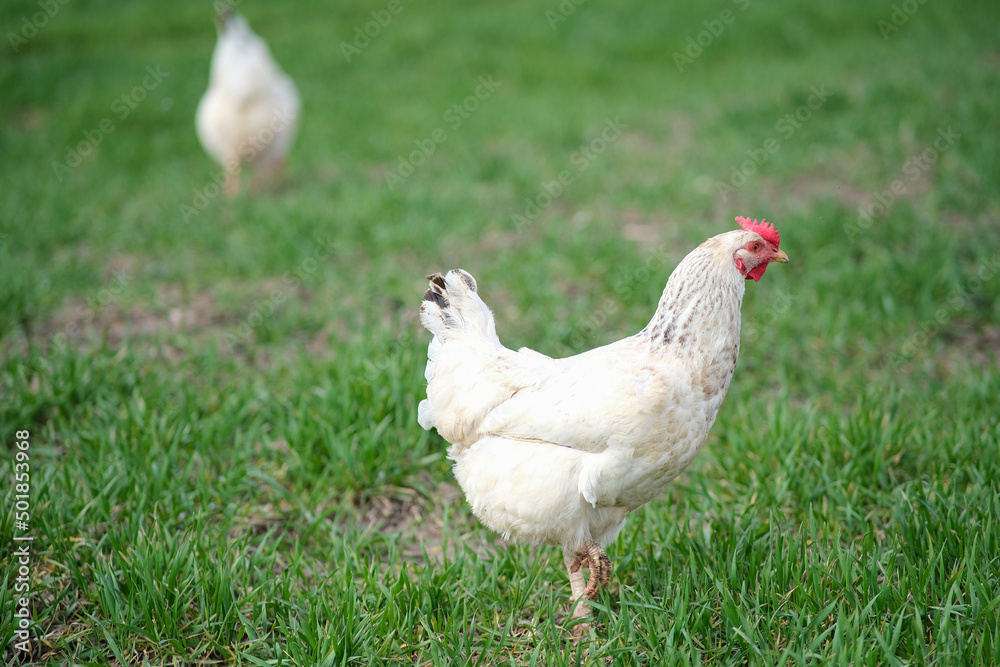 White chicken on a green background. The bird grazes on the grass. White chicken on a green background. The bird grazes on the grass.