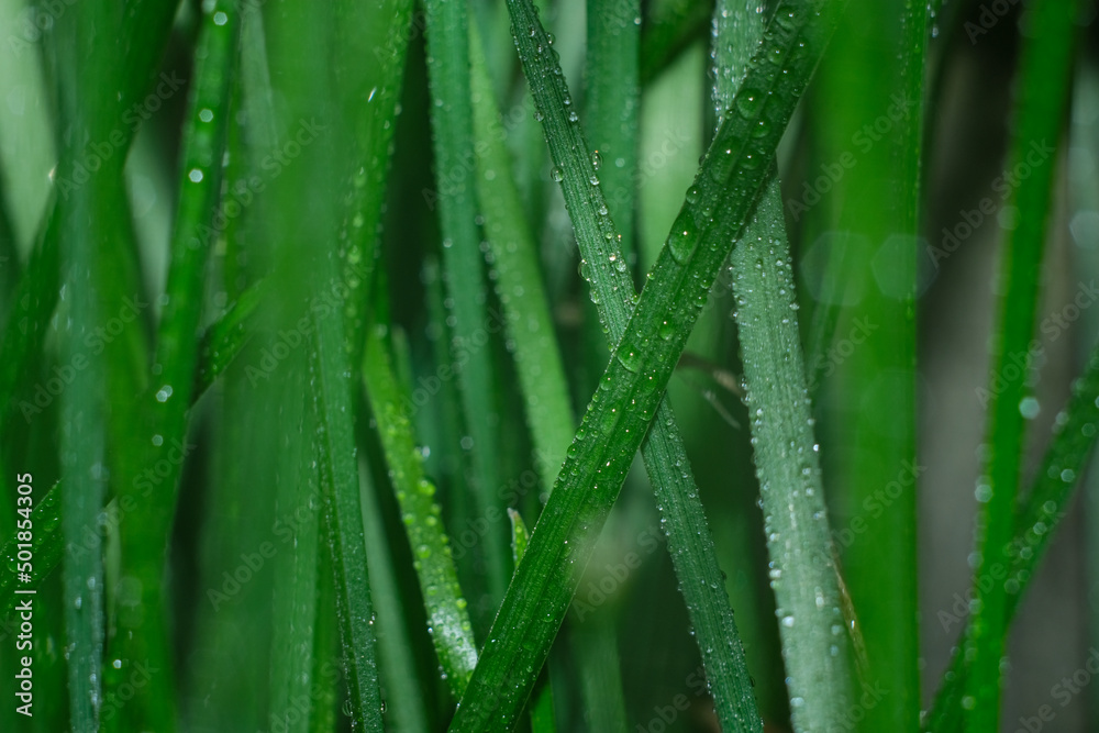 Dew drops on vegetation. Green grass with drops and bokeh. Dew drops on vegetation. Green grass with drops and bokeh.
