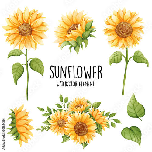 Watercolor sunflower, summer. Vector illustration