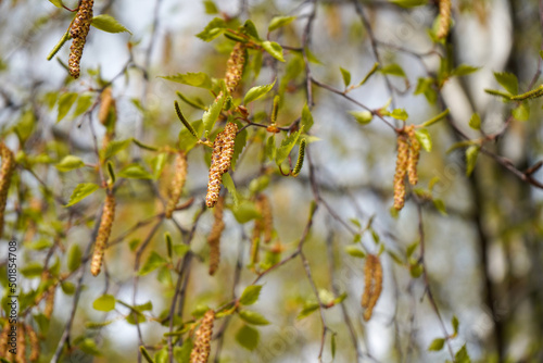 Close up of catkins growing in the spring