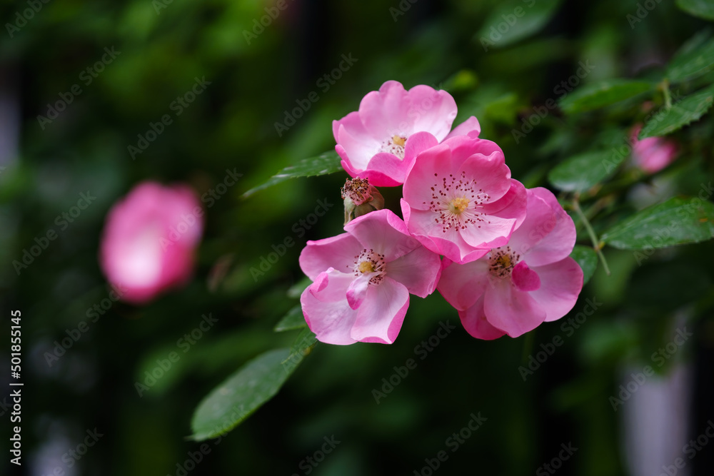 Roses bloom in East Lake Scenic Area in Wuhan, Hubei Roses bloom in East Lake Scenic Area in Wuhan, Hubei