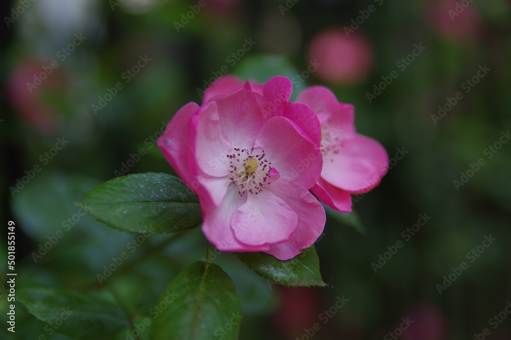 Roses bloom in East Lake Scenic Area in Wuhan, Hubei Roses bloom in East Lake Scenic Area in Wuhan, Hubei