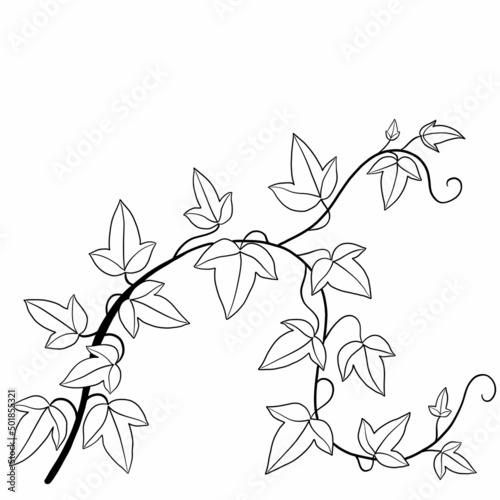 Wallpaper Mural Simplicity ivy freehand drawing flat design. Torontodigital.ca