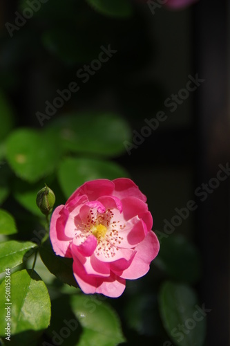 Roses bloom in East Lake Scenic Area in Wuhan  Hubei