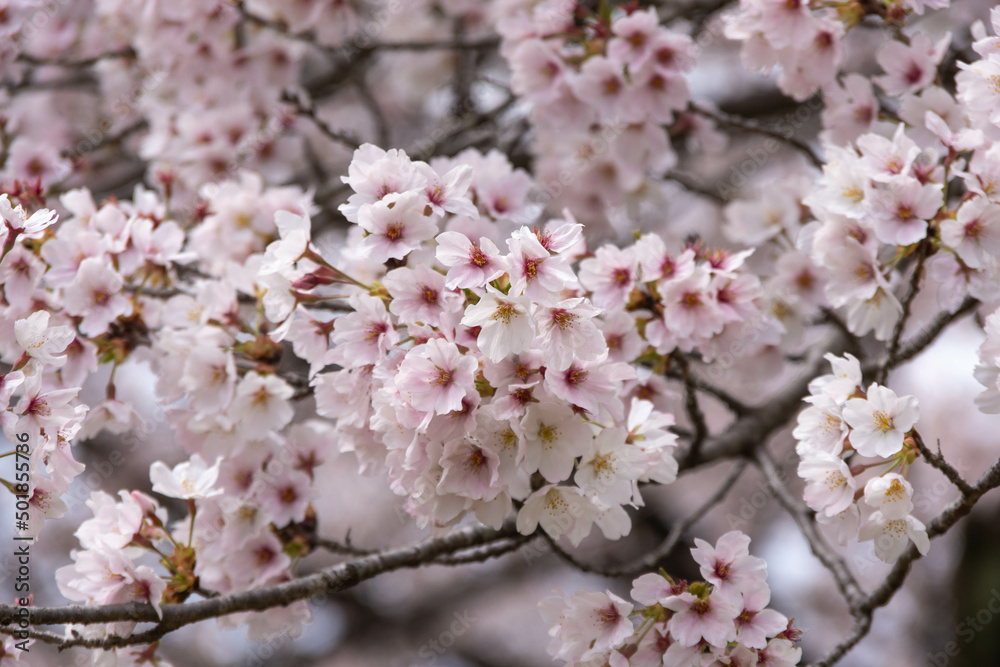 満開の桜 満開の桜