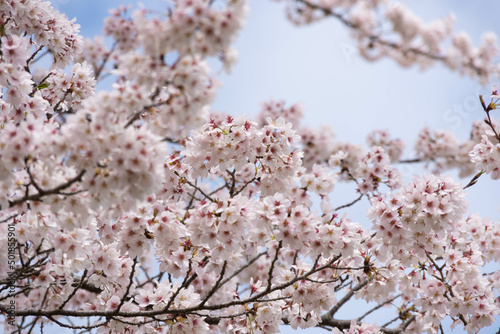 満開の桜