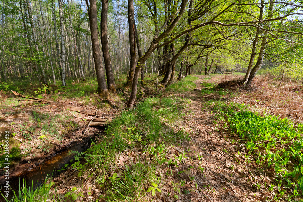 Lily of the valley and forest path in Ile-De-France region. Notre-Dame forest